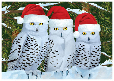 Three Owls Family Holiday Cards Boxed Set of 12